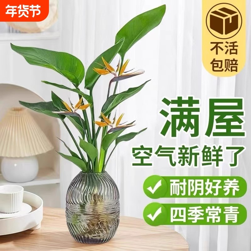 天堂鸟绿植无土纯水培植物室内净化花卉盆栽易活桌面鹤望兰吸甲醛