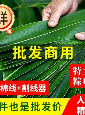 端午节包粽子专用批发商用鲜粽叶新鲜粽子叶特大号叶官方旗舰店批