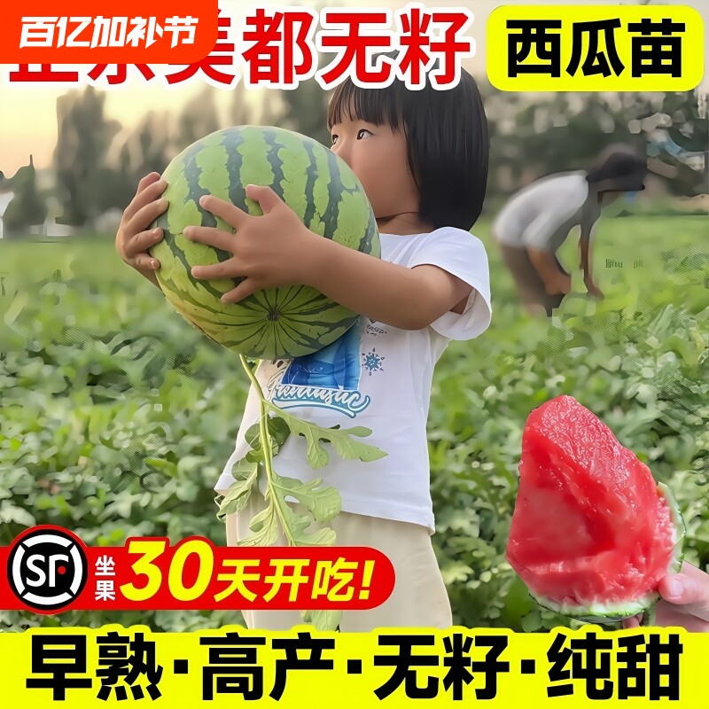 早佳8424西瓜苗秧冰糖麒麟西瓜种籽懒汉无籽嫁接西瓜苗阳台盆栽苗
