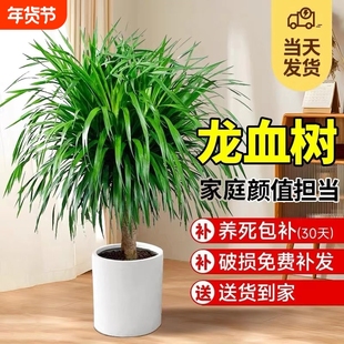 龙血树客厅绿植盆栽多头龙须树大发财树室内大型老桩树苗好养家里