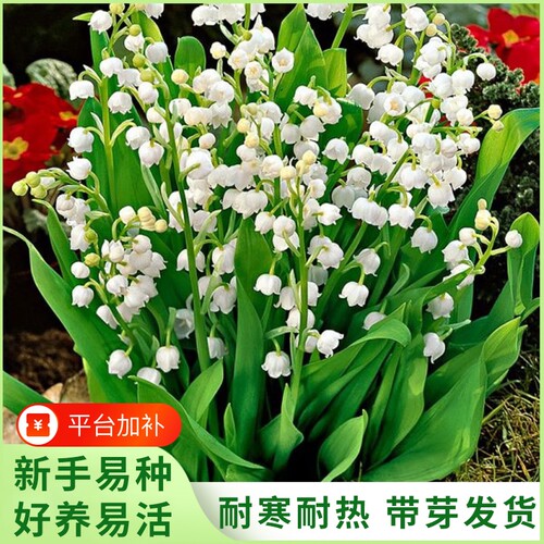 香水铃兰花卉阳台植物盆栽绿植花