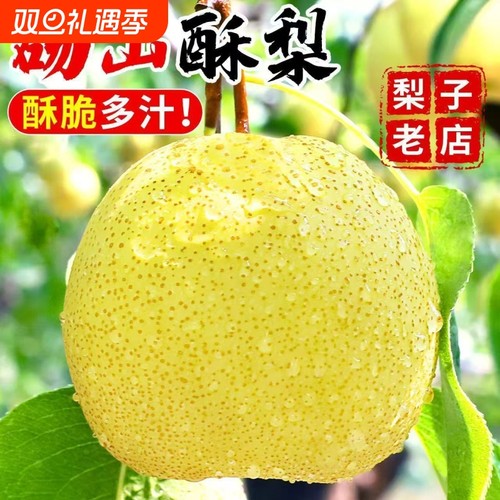 砀山梨汤山梨10斤现摘酥梨梨子香雪梨应季水果梨新鲜整箱包邮上门
