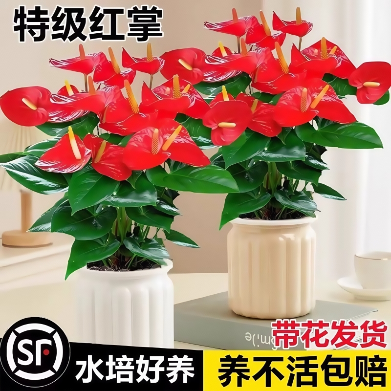 水培红掌盆栽花卉鸿运当头白掌植物室内四季开花绿植好养净化空气