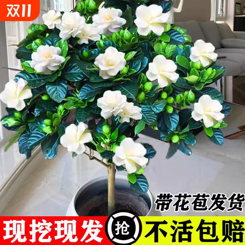 大叶栀子花盆栽四季开花