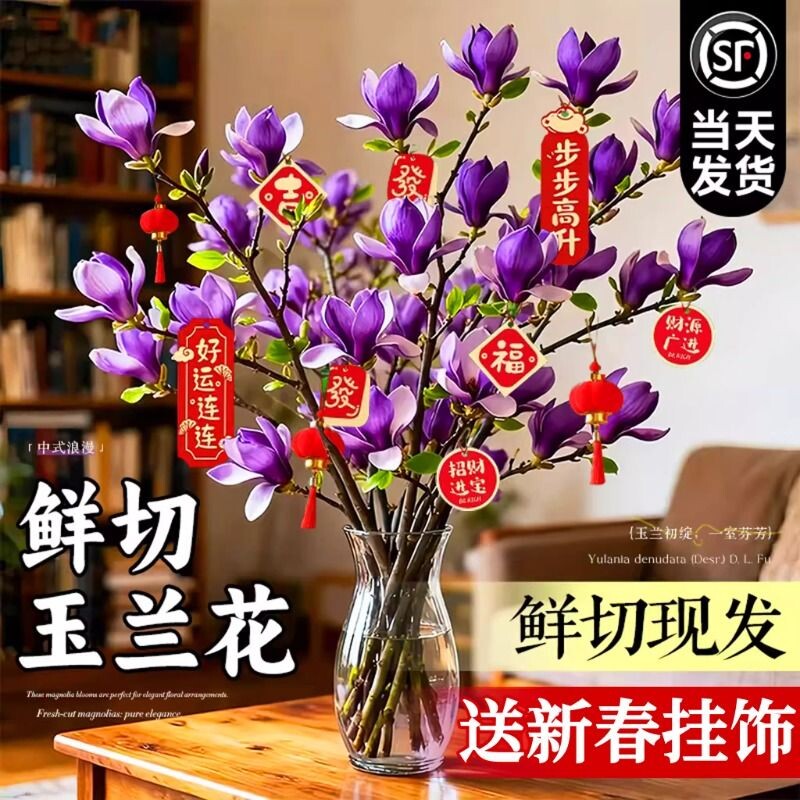 玉兰花水培植物室内好养鲜切干枝带花苞紫玉兰桌面鲜花卉盆栽绿植