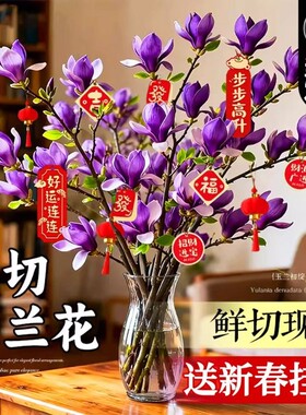 玉兰花水培植物室内好养鲜切干枝带花苞紫玉兰桌面鲜花卉盆栽绿植