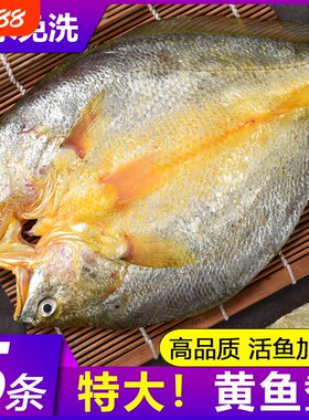 福建宁德霞浦黄鱼鲞干货新鲜黄花鱼大黄鱼三去小黄鱼海鱼冷冻水产