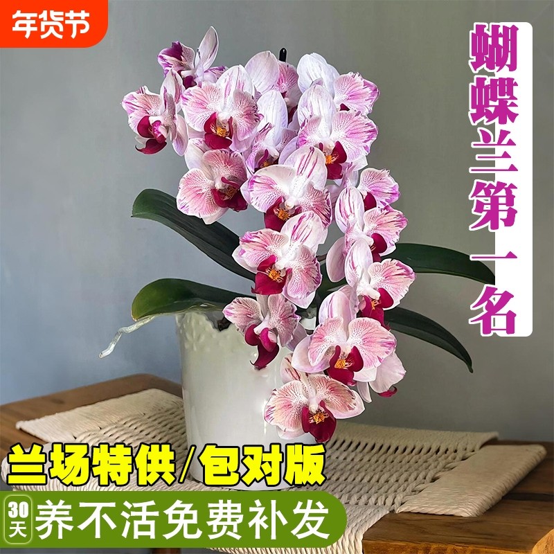 精品带花苞蝴蝶兰花大苗基地直发包对版盆栽室内好养浓香花卉绿植