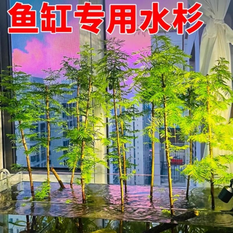 水杉鱼缸造景水培溪流缸盆栽盆景鱼池水生植物绿植室内外水草客厅