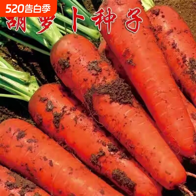 参胡萝卜红萝卜种子四季甜脆高产水果萝卜蔬菜种子白萝卜散装凤梨