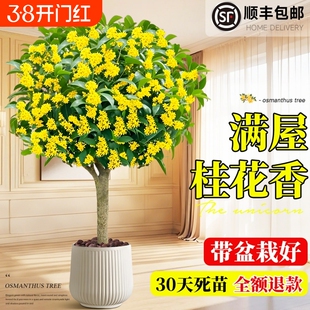 桂花盆栽室内树苗四季桂绿植带花苞矮桩浓香型老桩金桂八月好养活