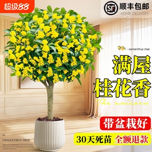 桂花盆栽室内树苗四季桂绿植带花苞矮桩浓香型老桩金桂八月好养活