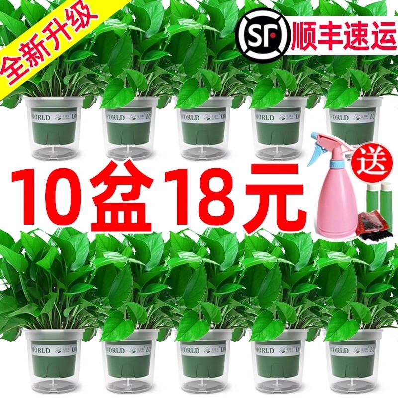 绿萝盆栽办公室内客厅大花盆吸除甲醛绿箩植物新房搬家好养活四季