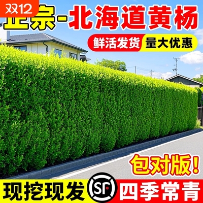 冬青别墅小区篱笆围栏绿化不开花