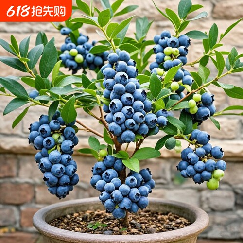 蓝莓苗蓝莓树果苗带土耐寒盆栽地栽当年结果南方北方种植庭院果苗
