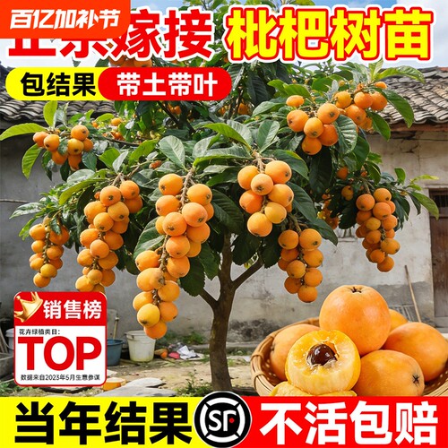 枇杷树苗当年不结果退全款