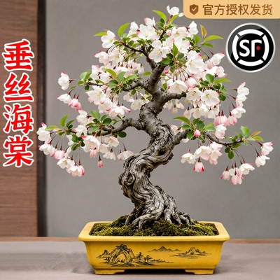 垂丝海棠花盆栽老桩带花苞四季开花盆景树苗室内鲜花卉绿植物好养