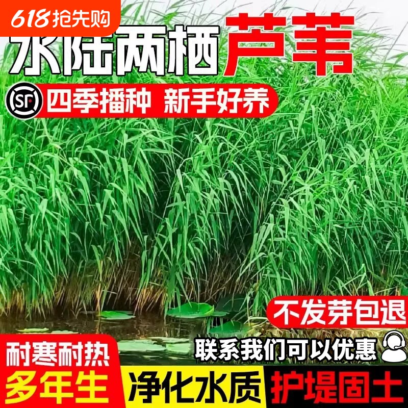 芦苇种子耐寒多年生宿根草籽水生草净化水质观赏护坡固土牧草种籽