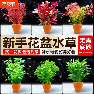 水培植物小花盆鱼缸水草造景专用蜈蚣草升级真草阴性净水定植水草