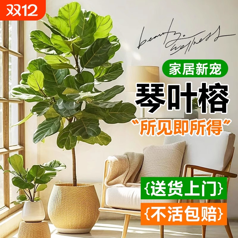 琴叶榕大型绿植黄金榕室内客厅绿植物大盆栽落地好养高级感摆放