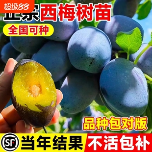 西梅树树苗果树嫁接西梅李子树苗特大盆栽地栽当年结果南北方种植