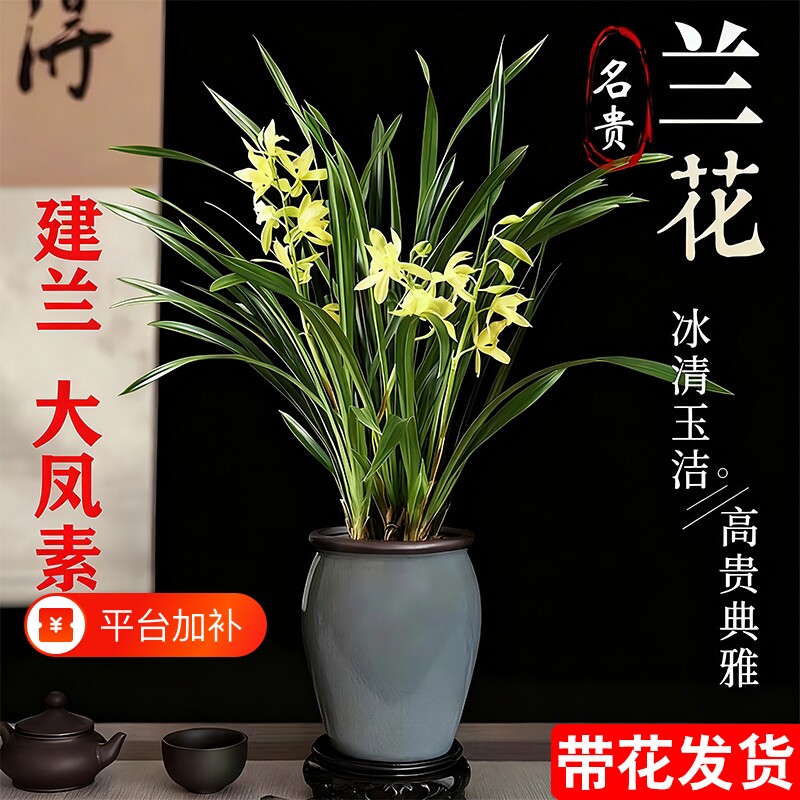 四季兰建兰大凤素现带花苞开花室内花卉兰花苗客厅名贵素心兰水培