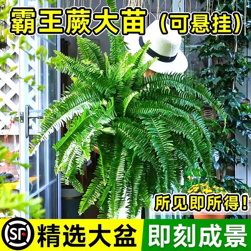 吉姆蕨盆栽网红类植物办公