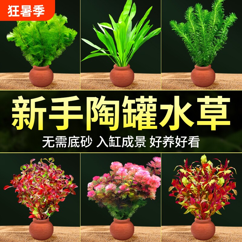 鱼缸水草造景摆件增氧阴性水培榕绿菊蜈蚣草定植陶罐套餐大叶古法
