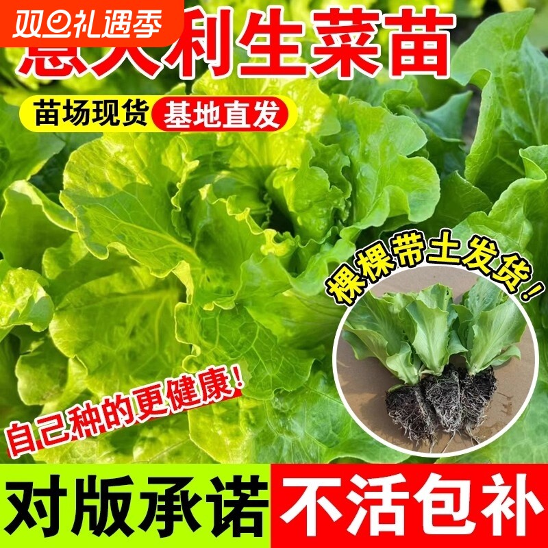 耐寒生菜苗带土奶油意大利苗大速生菜四季青菜蔬菜苗水培种植白菜