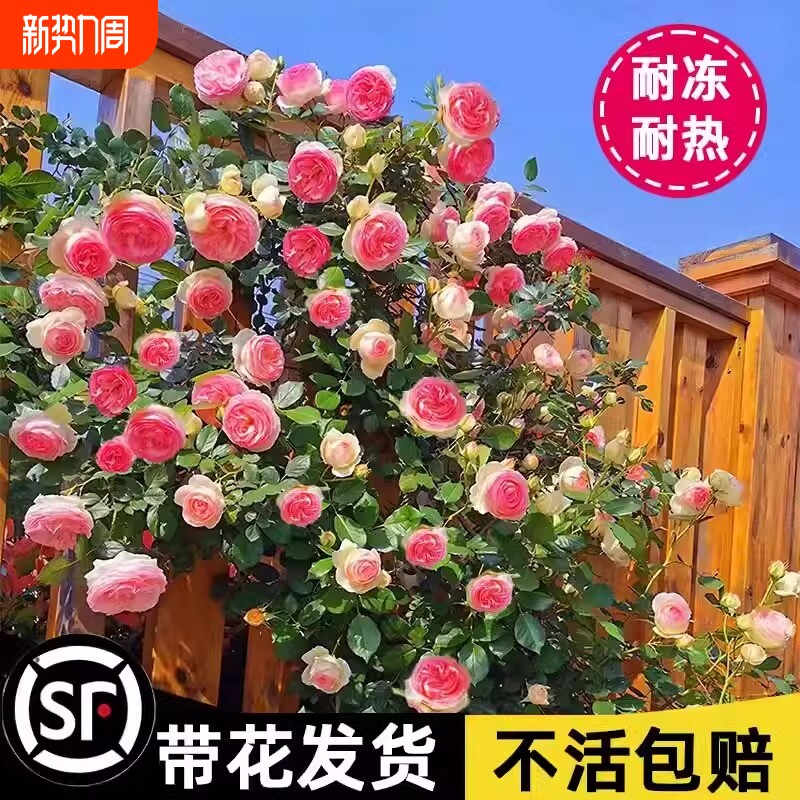 蔷薇花苗藤本月季特大花树庭院爬藤植物阳台花卉玫瑰盆栽四季开花