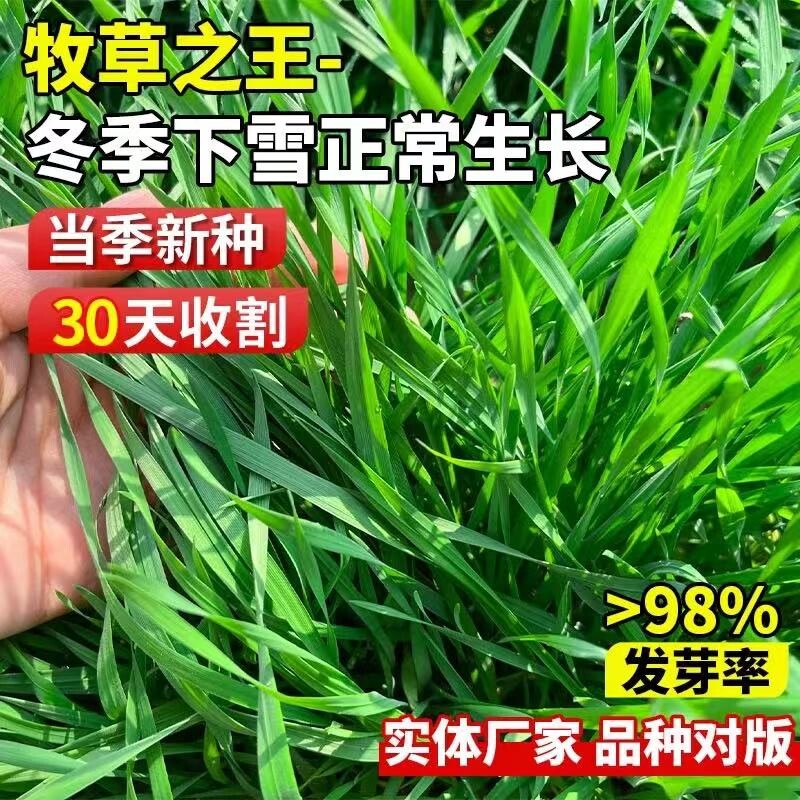 黑麦草种籽子种四季牧草种籽草种子玉米高产菊苣高粱开花苏丹草