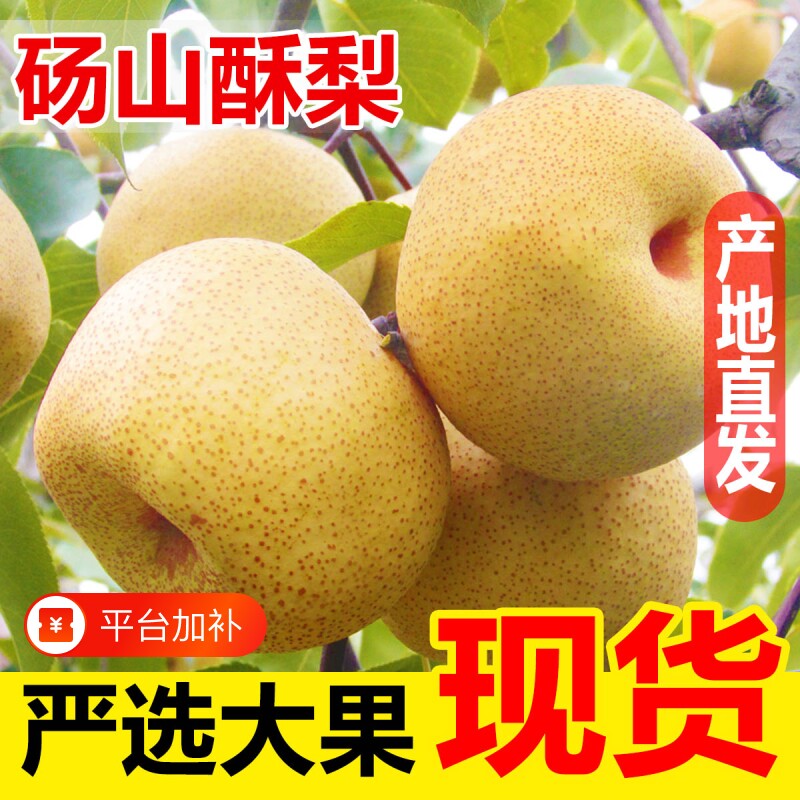 砀山梨皇冠梨酥梨青梨香雪梨应季现摘水果皇翠冠梨香雪梨新鲜整箱