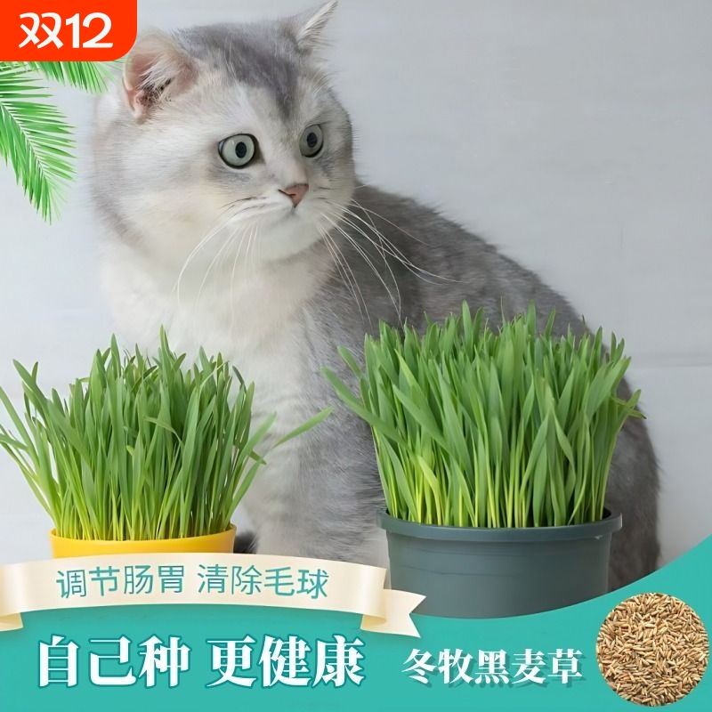 猫草不开花新种子包发芽