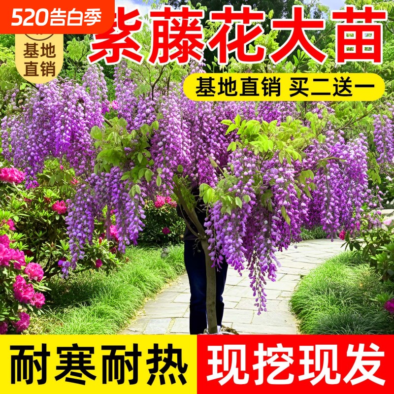 紫藤花树苗庭院花卉紫藤萝室外爬藤植物大树开花盆栽重瓣小苗种植