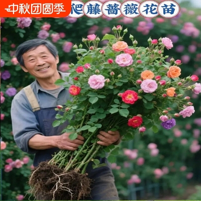 无刺多花蔷薇花老桩蔷薇花苗爬藤植物月季花苗四季开花耐寒热果汁