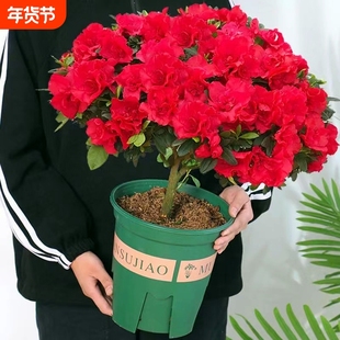 四季杜鹃花盆栽带花苞大棵红杜鹃花树苗老桩好养花卉植物室内开花