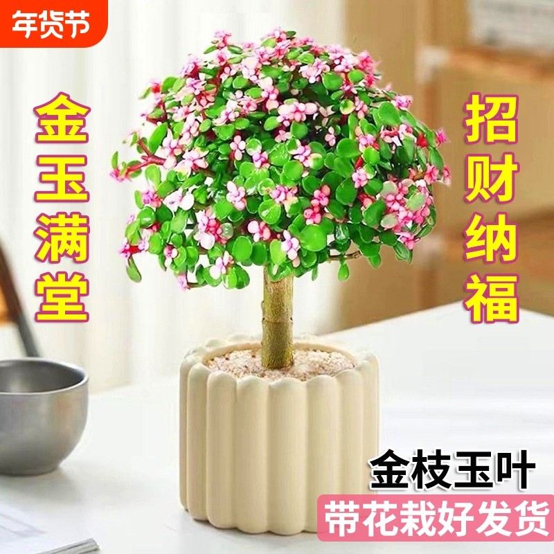 金枝玉叶多年老桩盆栽带盆带土室内阳台办公室桌面绿植花卉棒棒糖