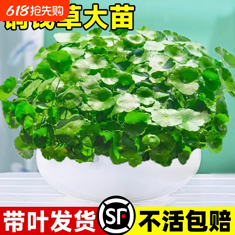 四季铜钱草水培盆栽好养绿植物客厅室内花卉水养金钱草籽造景大叶