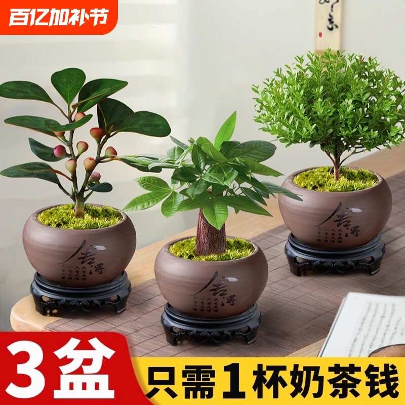 小叶赤楠盆栽菩提树盆景办公室内发财树文竹绿植物好养除甲醛绿萝