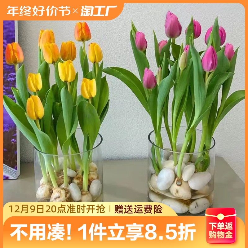 进口郁金香种球盆栽水培植物室内百合鲜花四季开花好养活水仙花卉