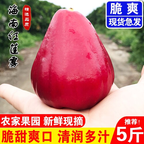 海南黑珍珠热带特产莲雾