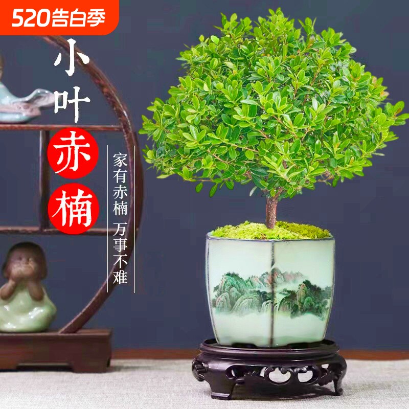 室内老桩盆景苗植物金丝楠木小叶赤楠桌面小盆栽四季好养客厅造型