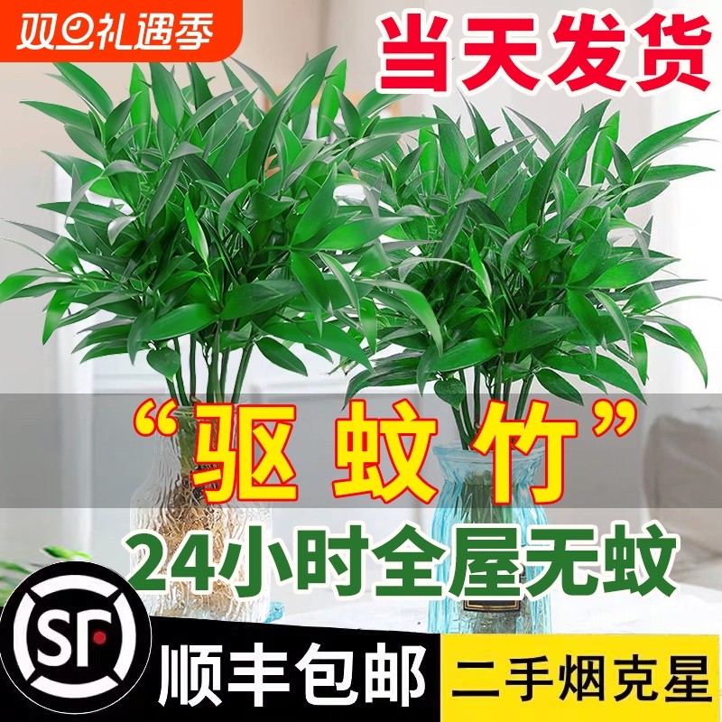 竹柏水培盆栽驱蚊竹植物室内客厅水养绿植花卉水培驱蚊竹四季好养