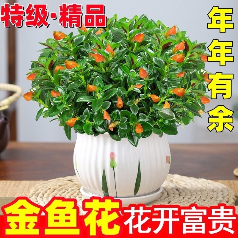 金鱼花吊兰盆栽室内四季开花好养易活花卉绿植净化空气客厅桌面