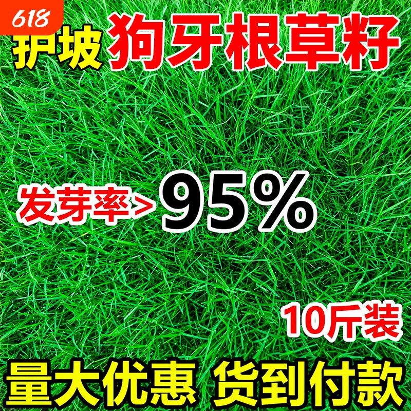 护坡狗牙根草籽耐旱四季常青带壳脱壳净籽护坡固土工程绿化草种子