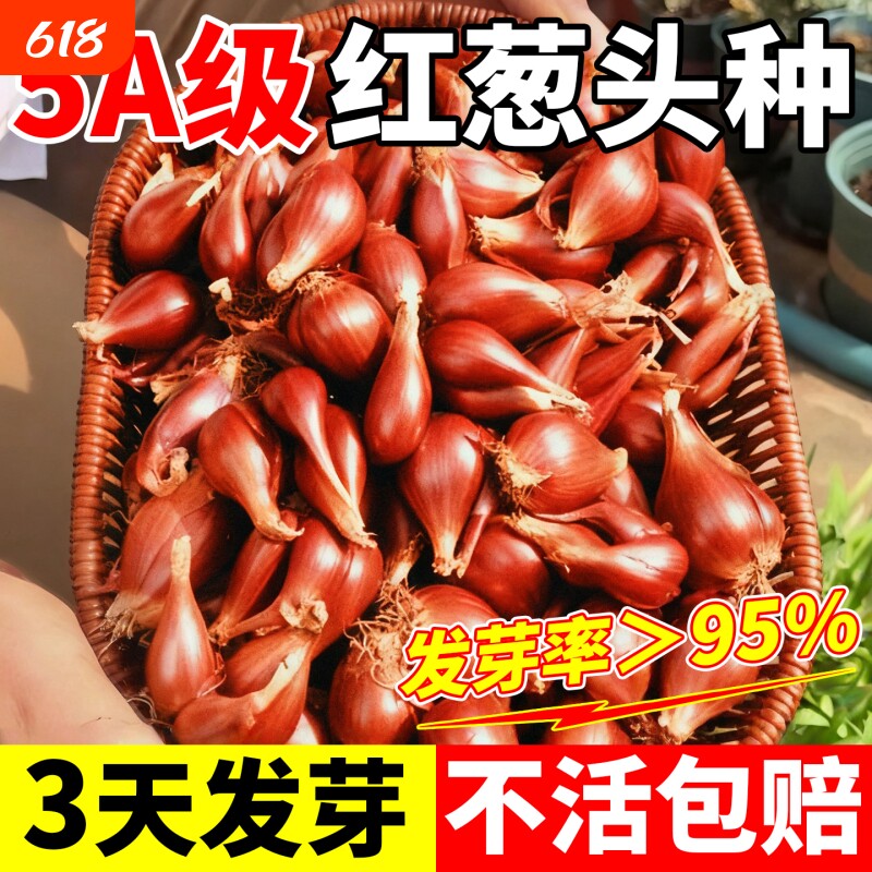 红葱头种四季小香葱种头本地火葱正宗广东四川葱种子籽大葱小葱