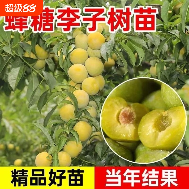 蜂糖李子树苗特大青脆李半边红
