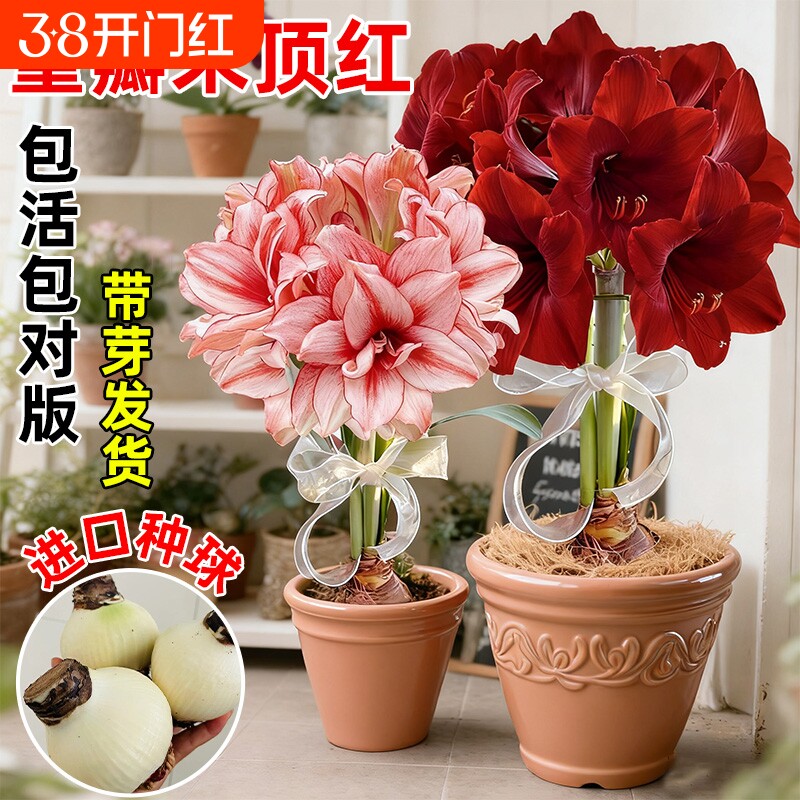 朱顶红种球进口重瓣阳台庭院多季开花卉绿植盆栽植物球种法拉利