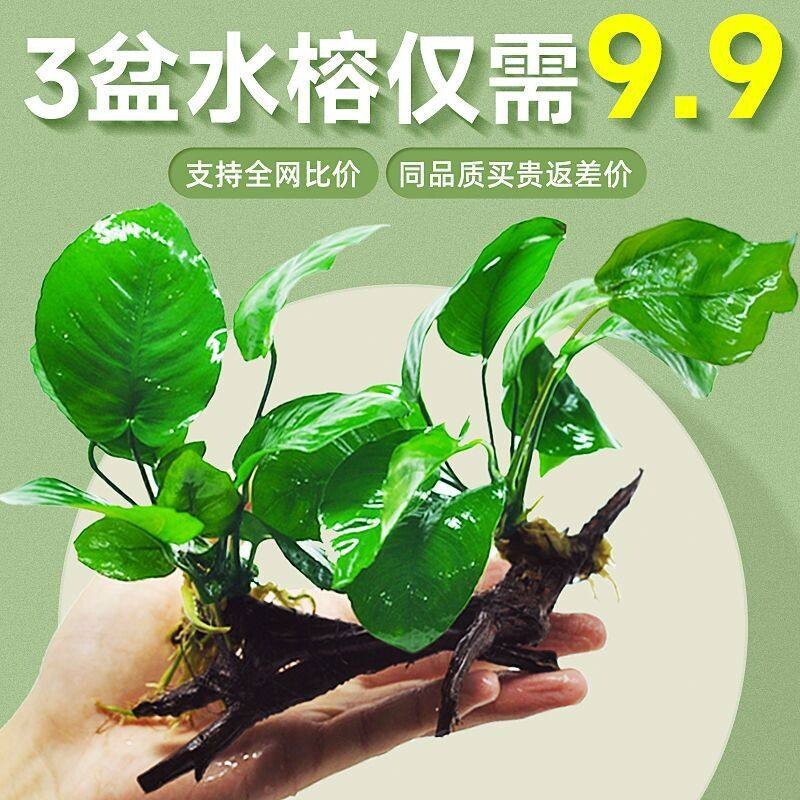 阴性水草植物真草净水懒人好养水榕沉木大叶榕皇冠鱼缸生态造景