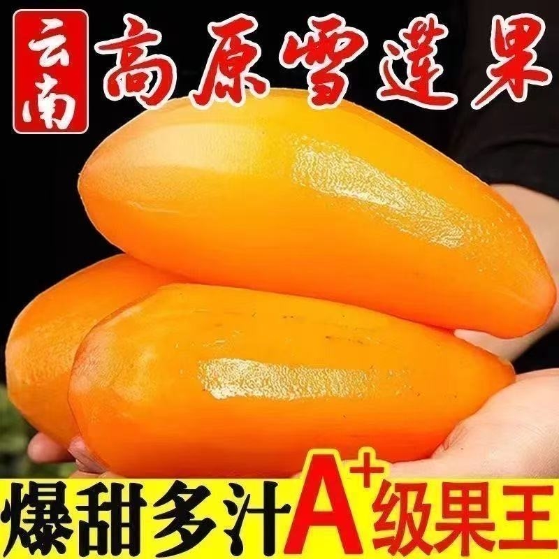 【甄选】云南天山雪莲果红心新鲜整箱优质水果当季孕妇脆甜鲜现挖